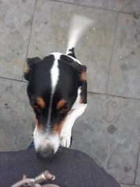 Jack Russel Terriër honden te koop in Zandvoort - Advertentie 2