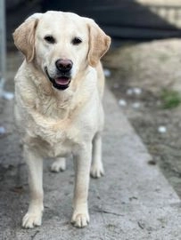 Labrador Retriever honden ter adoptie in 5525, Duizel - Advertentie 19
