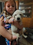 Labrador Retriever honden te koop in 6003, Weert - Advertentie 13