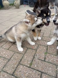 Siberische Husky honden ter adoptie in 8264, Kampen - Advertentie 15