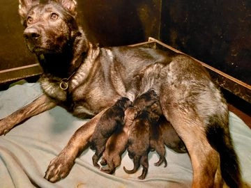 Duitse Herder honden te koop in 4921, Made - Advertentie 3