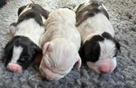 American Staffordshire Terriër honden te koop in 5541, Reusel - Advertentie 10