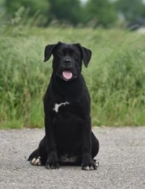 Cane Corso honden te koop in 4032, Ommeren - Advertentie 7