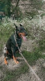 Dobermann honden te koop in 2564, Den Haag - Advertentie 2