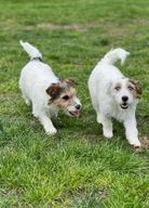 Jack Russel Terriër honden te koop in 5111, Baarle-Nassau - Advertentie 14