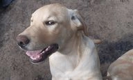 Labrador Retriever honden te koop in 3903, Veenendaal - Advertentie 7