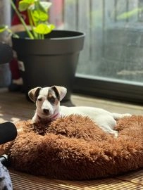 Jack Russel Terriër honden te koop in 8245, Lelystad - Advertentie 5