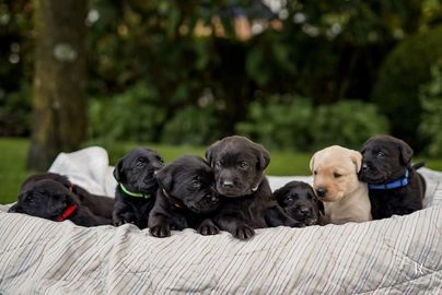 Labrador Retriever honden te koop in 2991, Barendrecht - Advertentie 1