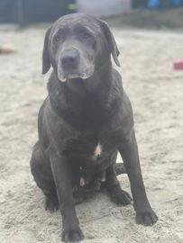 Labrador Retriever honden ter adoptie in 5525, Duizel - Advertentie 18