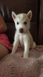 Siberische Husky honden te koop in 7905, Hoogeveen - Advertentie 1