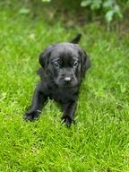 Labrador Retriever honden te koop in 8096, Oldebroek - Advertentie 3