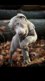 Labrador Retriever honden te koop in 5381, Vinkel - Advertentie 4