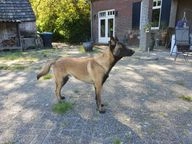 Kruising honden te koop in 5249, Rosmalen - Advertentie 5