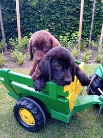 Labrador Retriever honden te koop in 3888, Uddel - Advertentie 11