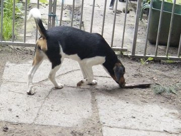 Beagle honden ter adoptie in 2983, Ridderkerk - Advertentie 13