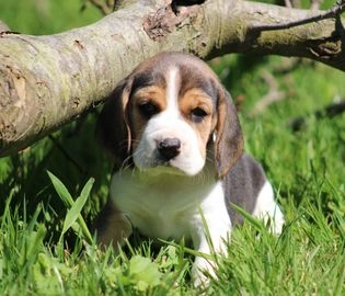 Beagle honden te koop in 4524, Sluis - Advertentie 1