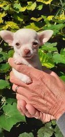 Chihuahua honden te koop in 2544, Den Haag - Advertentie 4