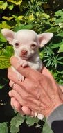 Chihuahua honden te koop in 2544, Den Haag - Advertentie 16