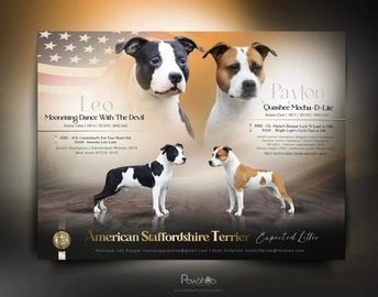 American Staffordshire Terriër honden te koop in 5541, Reusel - Advertentie 10