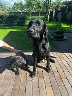 Labrador Retriever honden te koop in 8096, Oldebroek - Advertentie 3