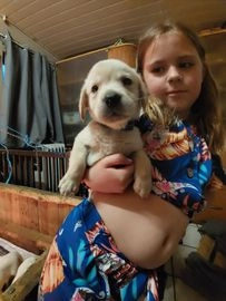 Labrador Retriever honden te koop in 6003, Weert - Advertentie 13