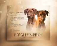 Rhodesian Ridgeback honden te koop in 9251, Burgum - Advertentie 12