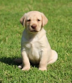 Labrador Retriever honden te koop in 4524, Sluis - Advertentie 1
