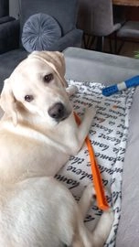 Labrador Retriever honden ter adoptie in 6075, Herkenbosch - Advertentie 9