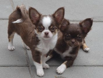 Chihuahua honden te koop in Zaandam, Zaanstad - Advertentie 10