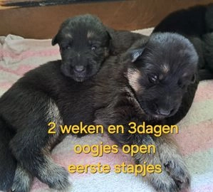 Duitse Herder honden te koop in 7738, Witharen - Advertentie 5