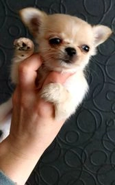 Chihuahua honden te koop in 3281, Numansdorp - Advertentie 16