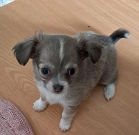 Chihuahua honden te koop in 8231, Lelystad - Advertentie 8