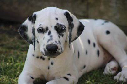 Dalmatiër honden te koop in 9921, Stedum - Advertentie 2
