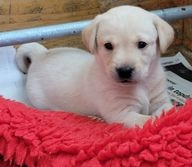 Labrador Retriever honden te koop in 9401, Assen - Advertentie 3