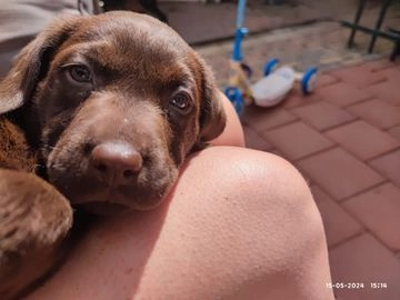Labrador Retriever honden te koop in Twenterand - Advertentie 16