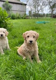Goldendoodle honden te koop in 4575, Overslag - Advertentie 2