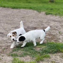 Jack Russel Terriër honden te koop in 5111, Baarle-Nassau - Advertentie 6