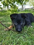 Duitse Herder honden te koop in 7781, De Krim - Advertentie 13