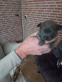 Chihuahua honden te koop in 3755, Eemnes - Advertentie 3