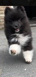 Pomsky honden te koop in 7447, Hellendoorn - Advertentie 14