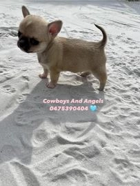 Chihuahua honden te koop in 4641, Ossendrecht - Advertentie 13