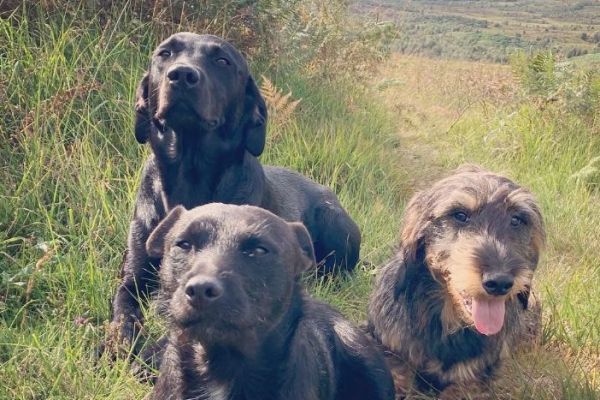 Dog friendly accommodation