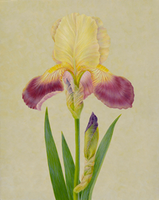 “Iris II”  Egg Tempera on Panel  17” x 13”, Carrie Di Costanzo, © 2019, all rights reserved.