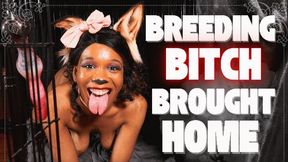 Breeding Bitch Brought Home