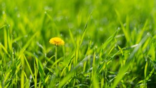 A dandelion grows in a bright-green lawn of grass.
