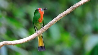 A red-bearded bee-eater sitting on a branch with a blurry background.