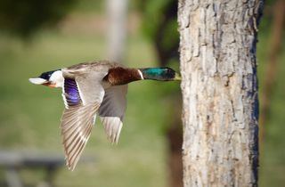 A mallard duck is photographed mid-flight.