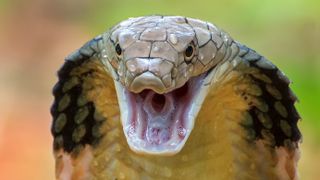 close up of a king cobra in an attack position with its mouth open