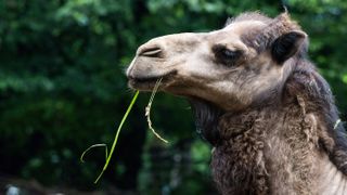 A close-up of the head of a dromedary camel is shown at the Wroclaw Zoological Garden in Poland. 