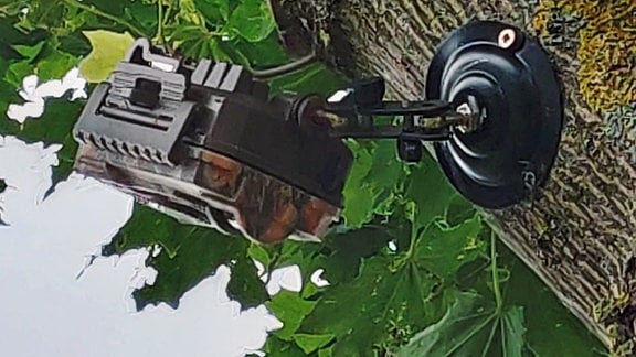 Überwachungskamera an einem Baum